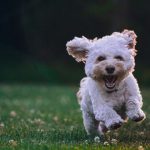 Dog-friendly Accommodations In Central London - shallow focus photography of white shih tzu puppy running on the grass