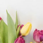 Spring - Selective Focus Photography of Pink and Yellow Tulips Flowers